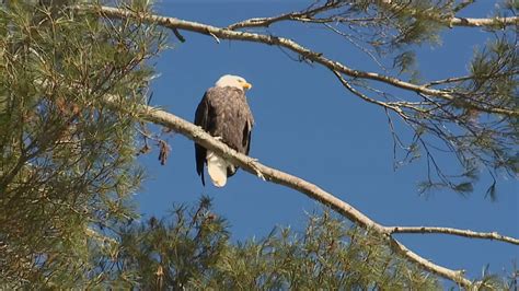 hanover eagle cam chat|hanover eagle cam live stream.